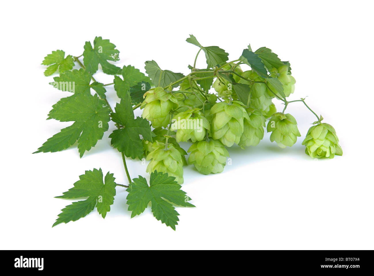 Hopfen - hop 10 Stock Photo