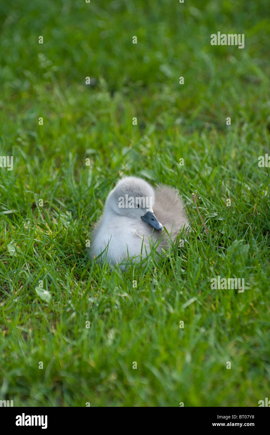 Signet on Grass;Lake Bled;Slovenia;Swans; Stock Photo