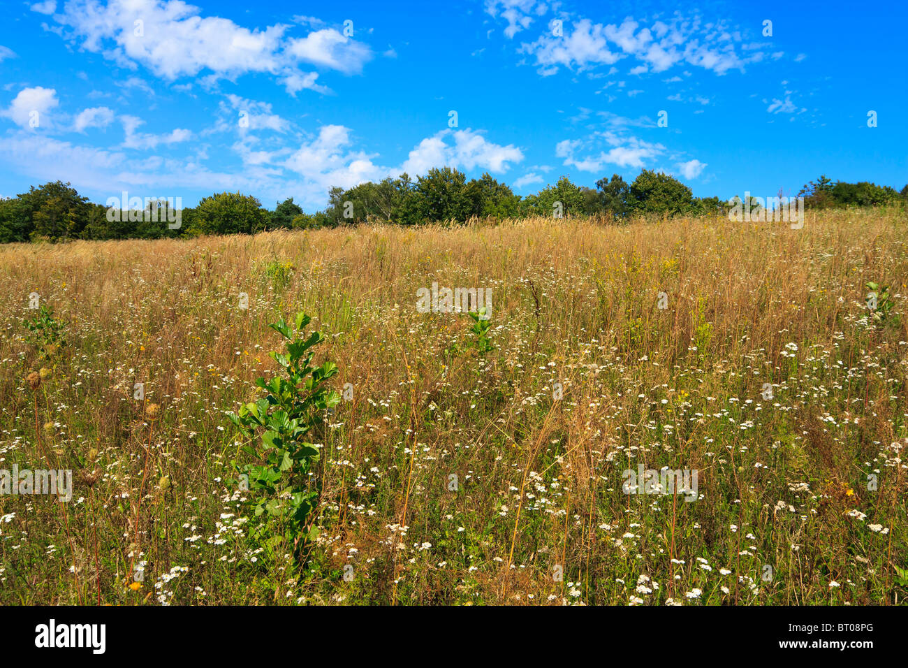 Summer meadow under blue sky Stock Photo - Alamy