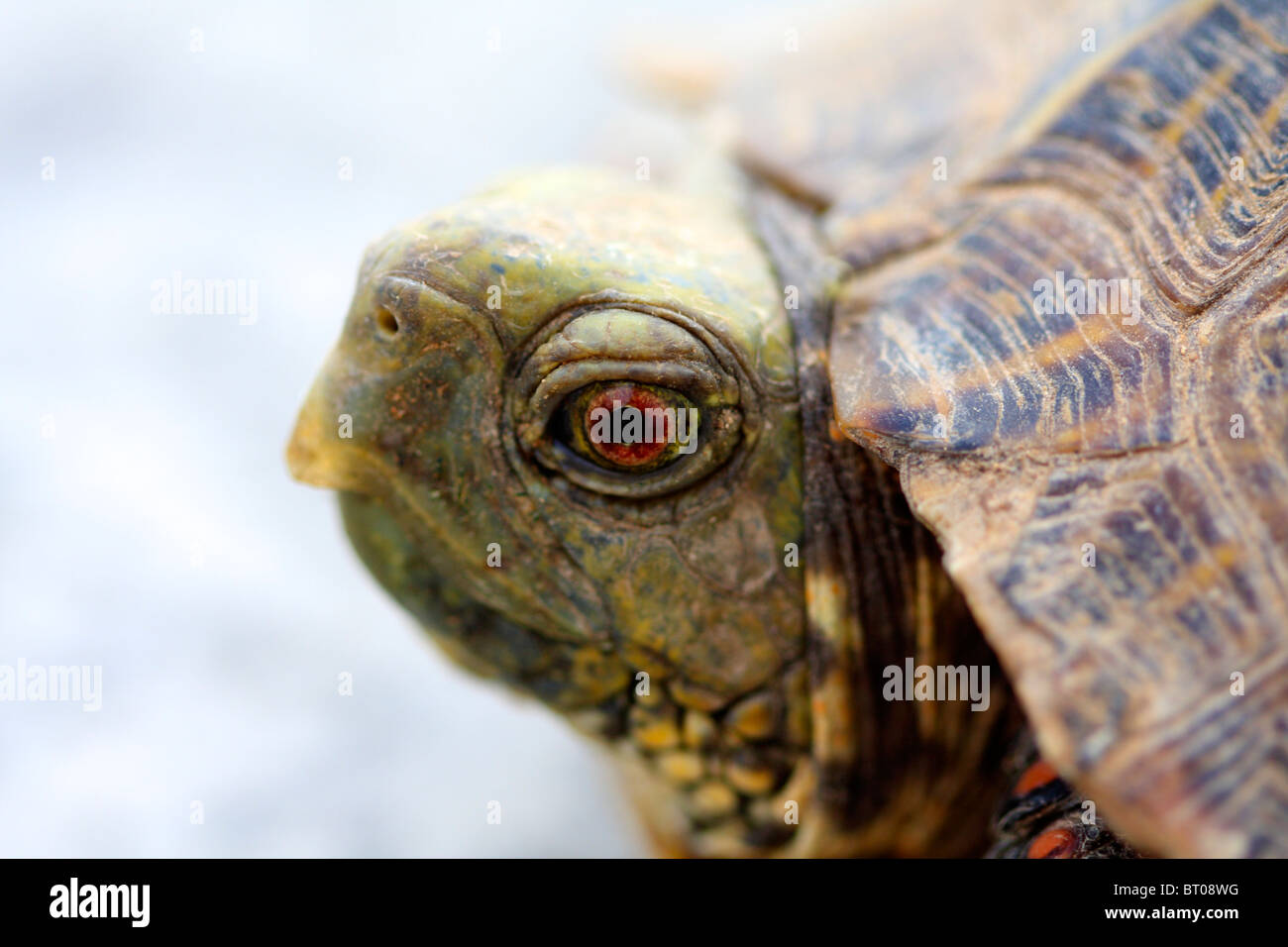 Male Western Ornate Box Turtle (Terrapene ornata), close up Stock Photo