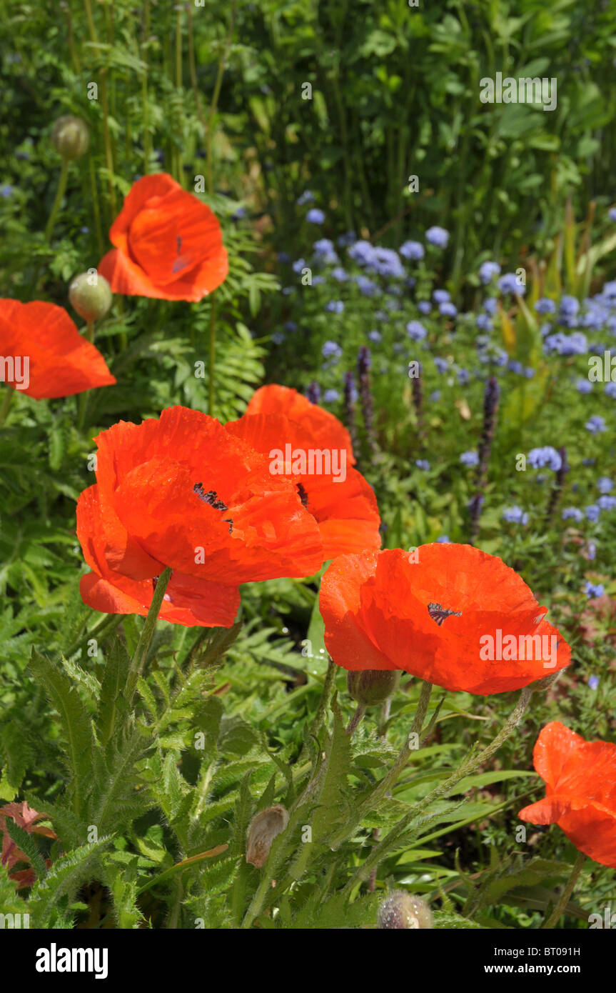poppies in a flower border at the Eden project,cornwall,england,uk Stock Photo