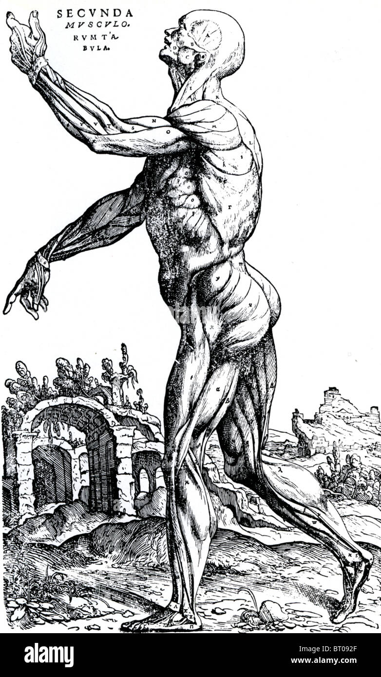 ANDREAS VESALIUS (1514-64) The superficial musculature from his 1543 ...