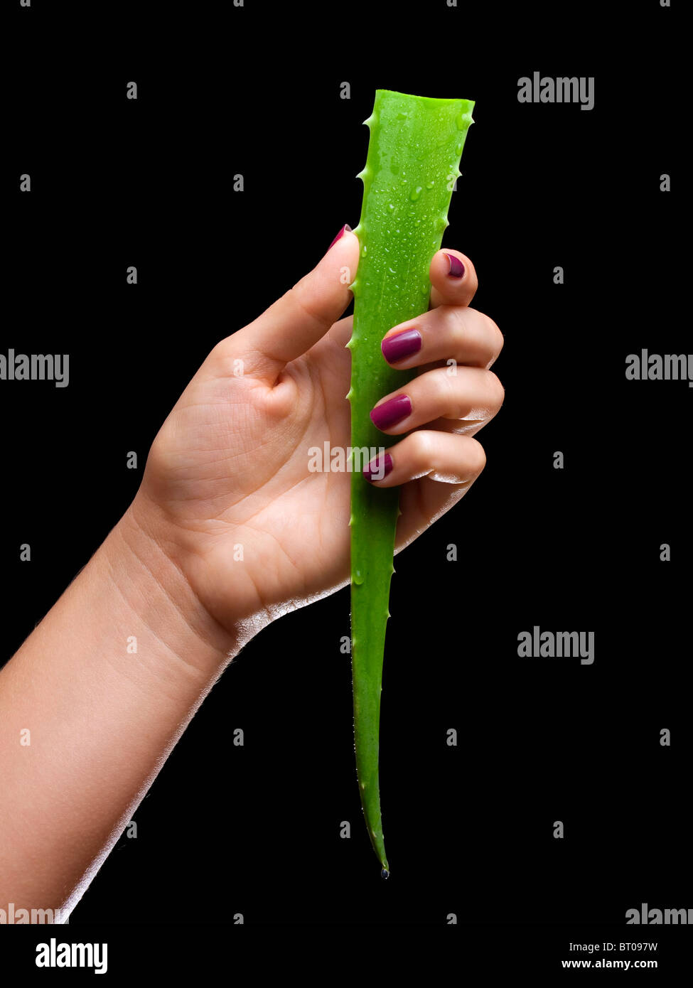 Female hand holding a leaf of  Aloe Vera cactus. Isolated on a black background. Stock Photo