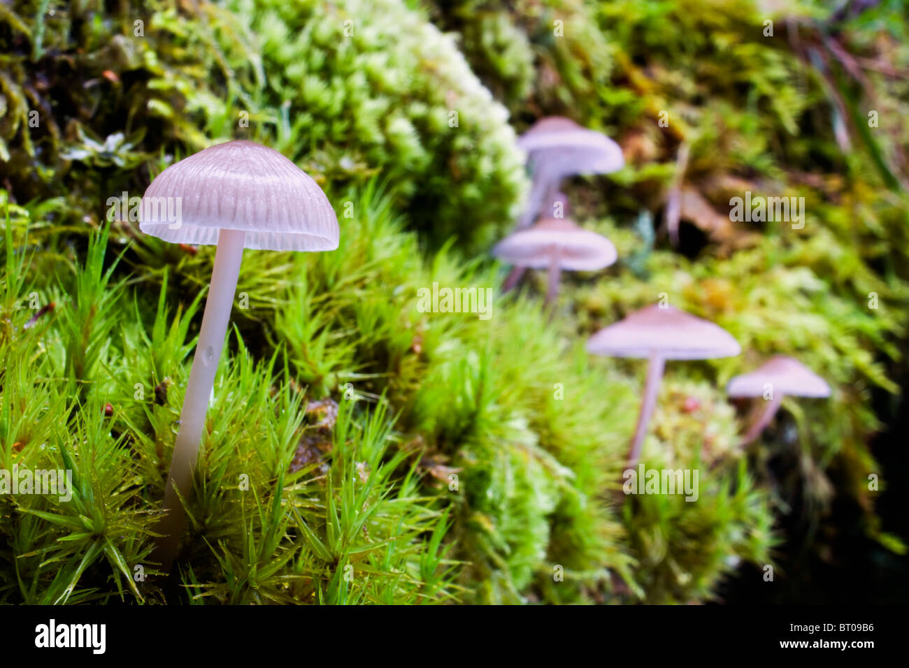 Common Bonnet Fungi on moss covered log Stock Photo