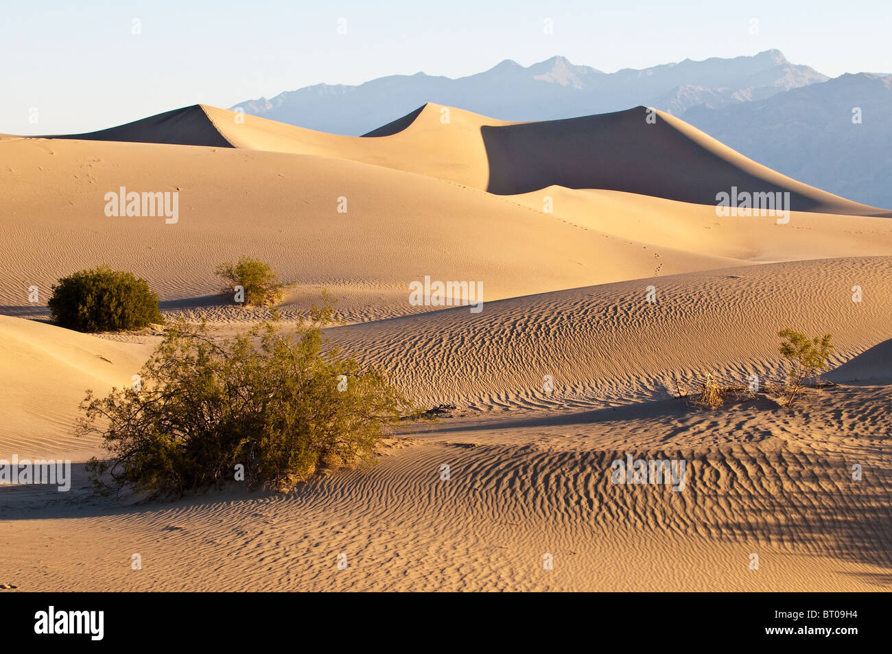 Morning light at the Mesquite Sand Dunes, Death Valley National Park, California, USA Stock Photo