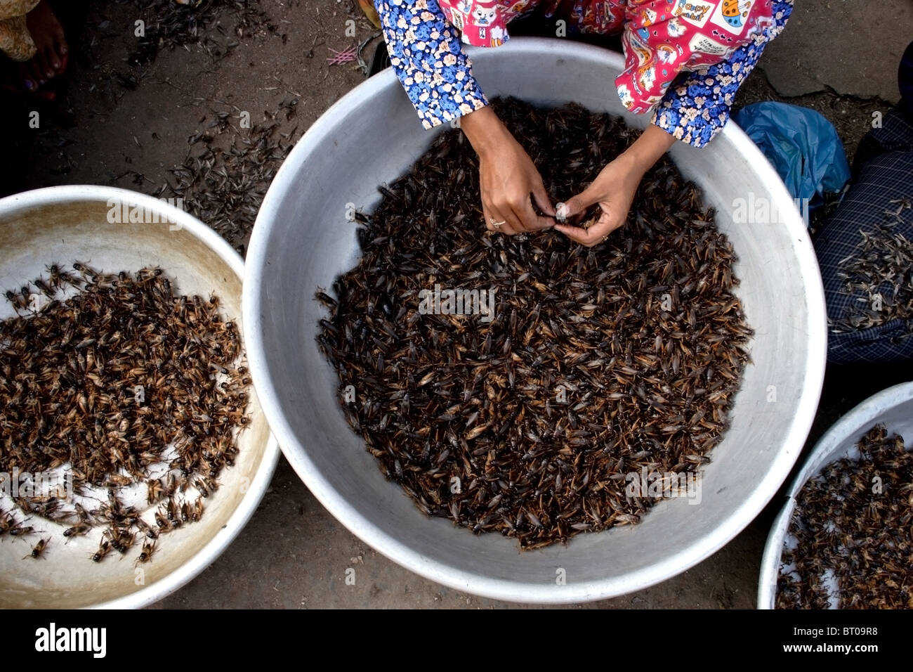 A street vendor prepares live insects in preparation for their sale at ...