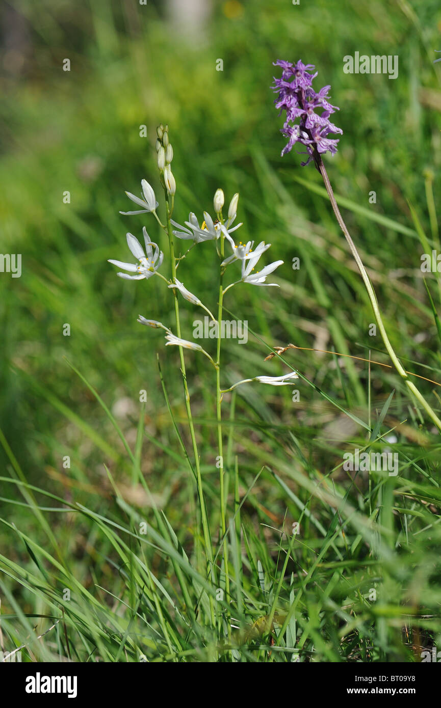 St Bernard's Lily (Anthericum liliago) flowering at spring - Cevennes - France Stock Photo