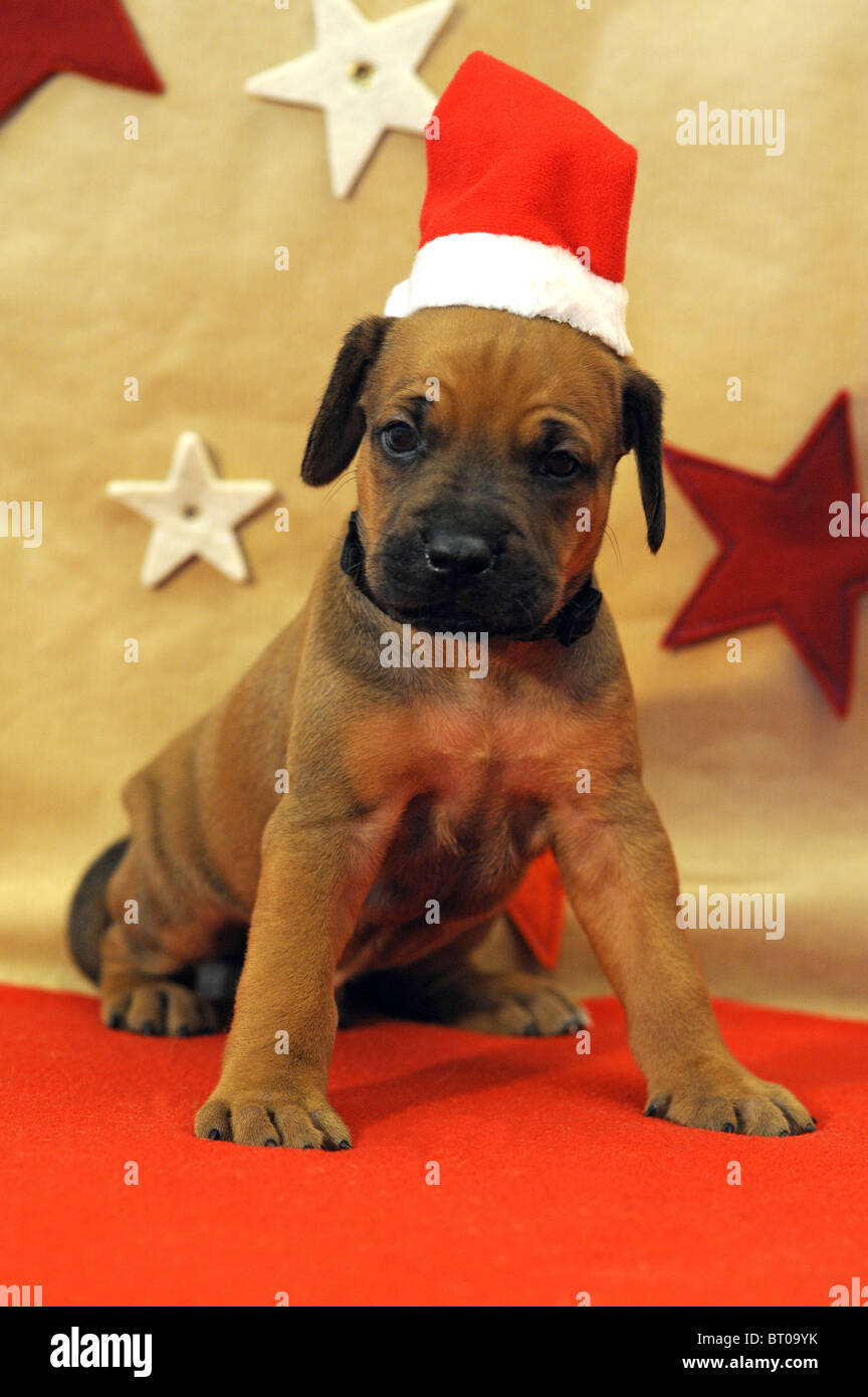 Rhodesian Ridgeback (Canis lupus familiaris). Sitting puppy dressed-up as Santa Claus. Stock Photo