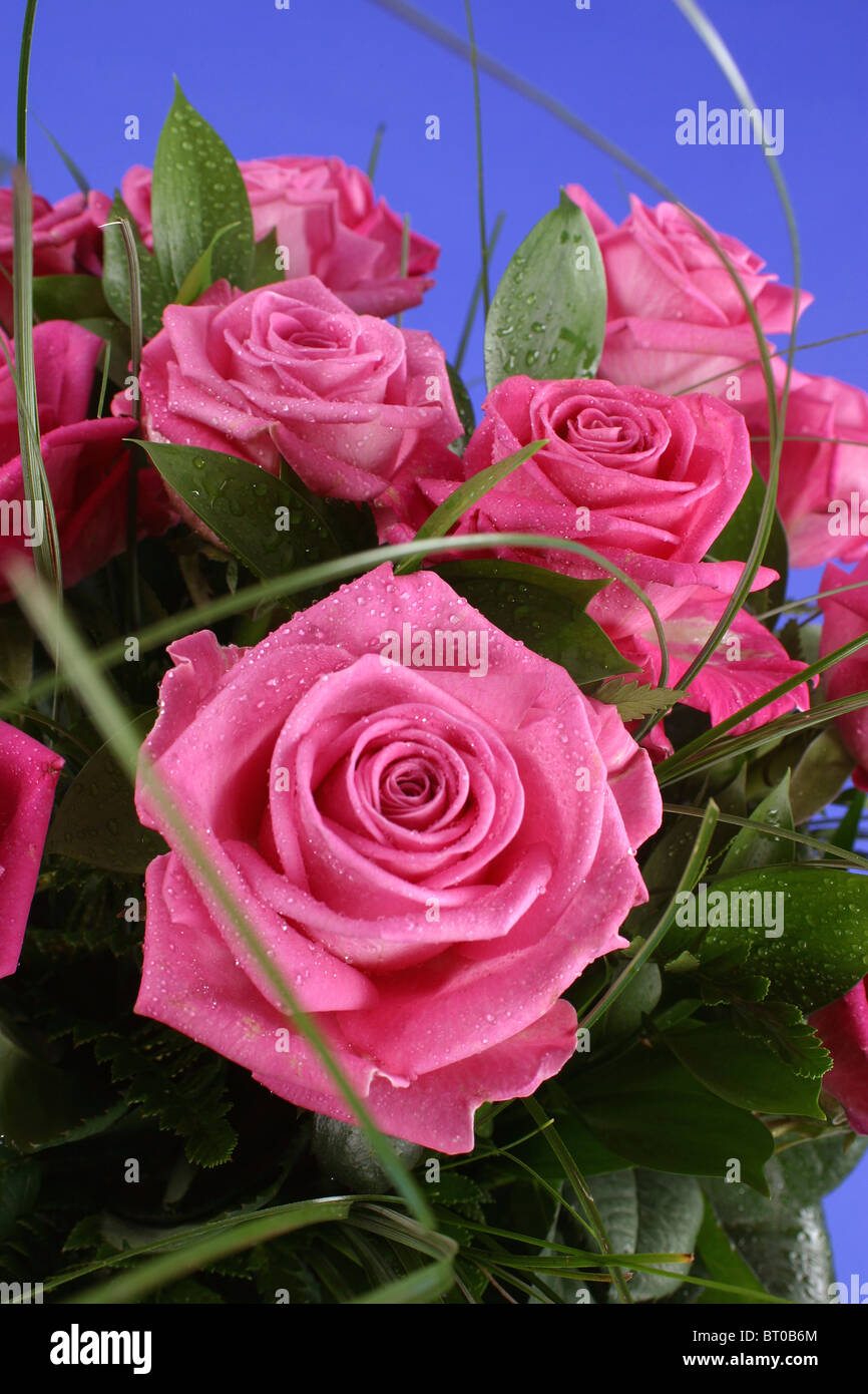 pink roses on a blue background Stock Photo - Alamy