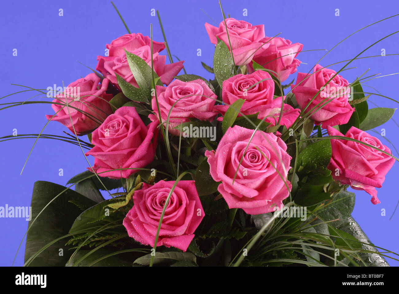 pink roses on a blue background Stock Photo - Alamy