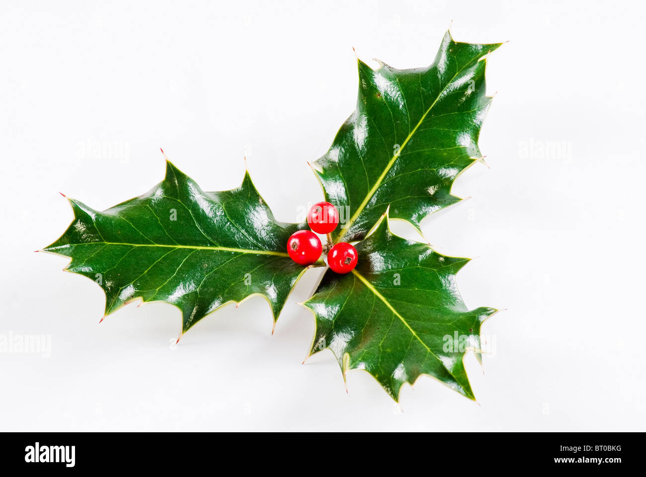 Holly leaf sprig with red berries, isolated over white background Stock