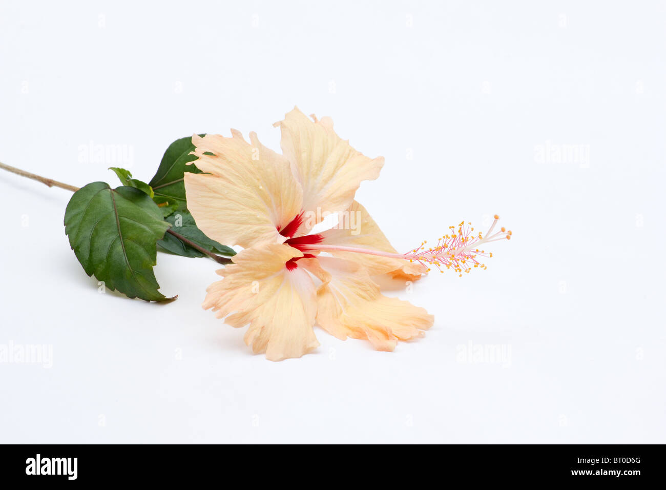 Close-up of peach hibiscus flower on white background Stock Photo