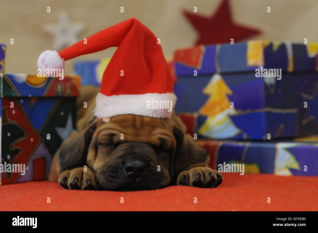 Rhodesian Ridgeback (Canis lupus familiaris), puppy dressed-up as Santa Claus sleeping among colorful wrapped gifts. Stock Photo