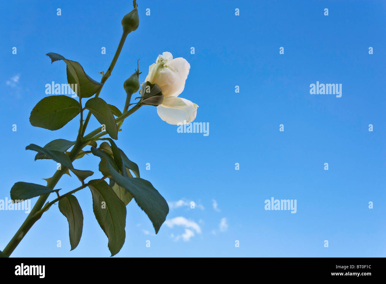 white rose against blue sky Stock Photo - Alamy