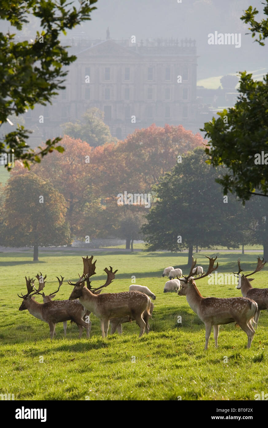 Autumn at Chatsworth with deer grazing in front of Chatsworth House, Derbyshire, England, UK Stock Photo