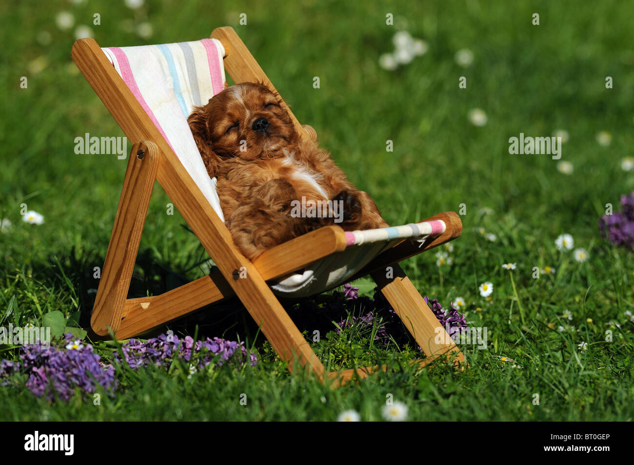Cavalier King Charles Spaniel (Canis lupus familiaris). Puppy sleeping in a dolls sun chair. Stock Photo