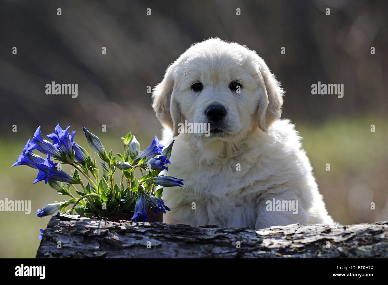 Golden Retriever (Canis lupus familiaris), puppy looking over a fallen tree trunk beside a flowering Gentian plant. Stock Photo