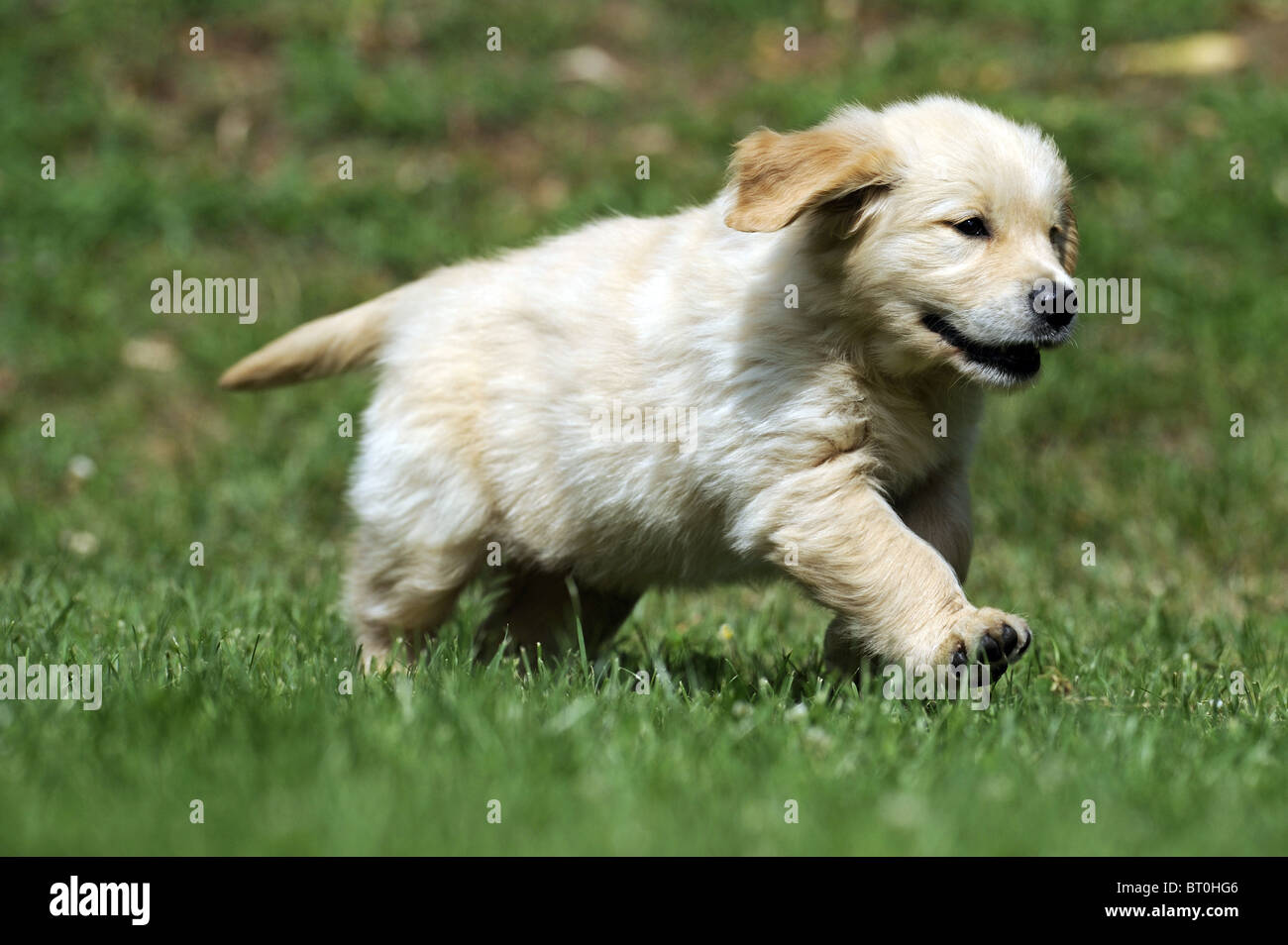 Golden Retriever (Canis lupus familiaris), puppy running on grass. Stock Photo