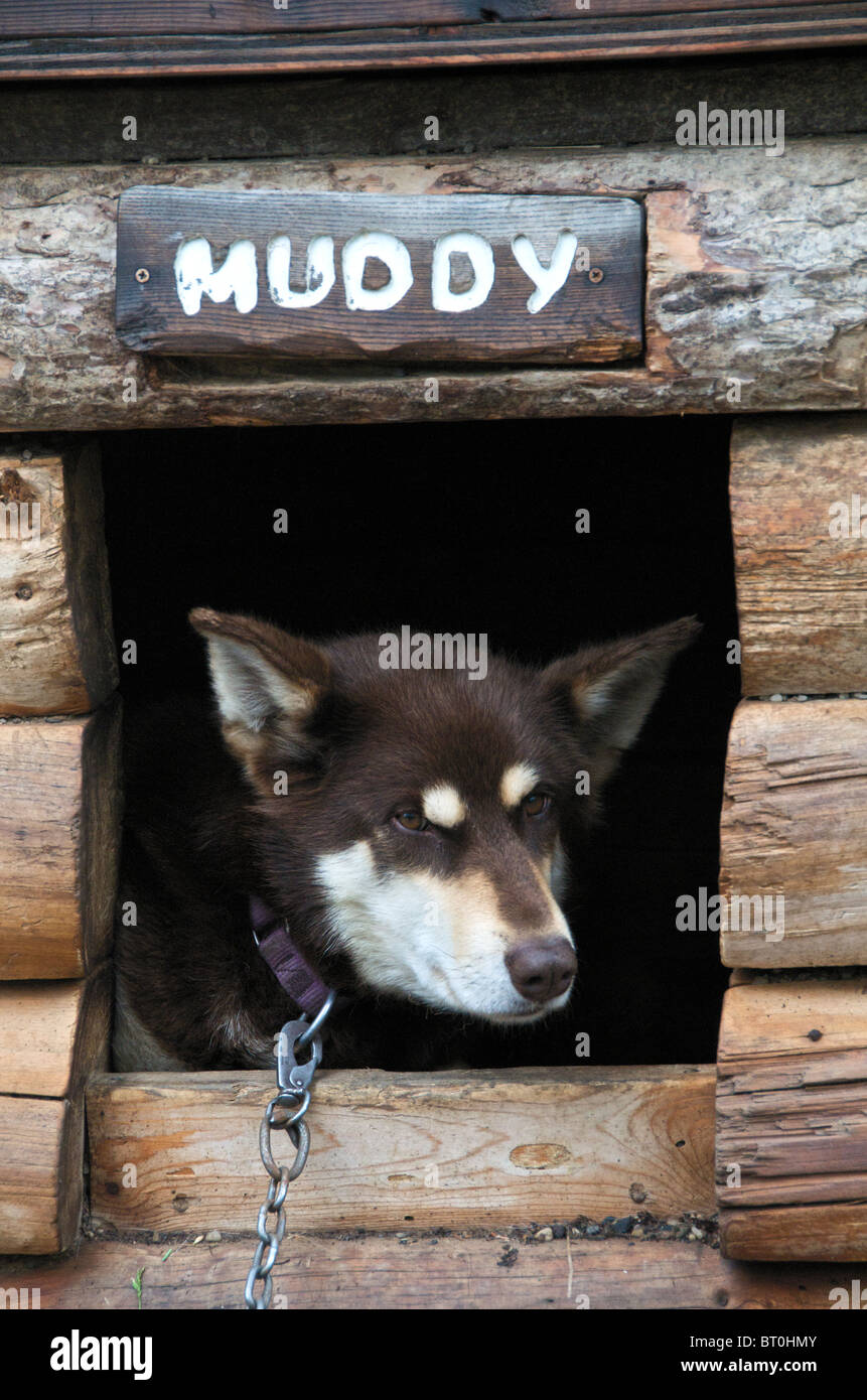 Husky in kennel Denali National Park Alaska USA Stock Photo Alamy