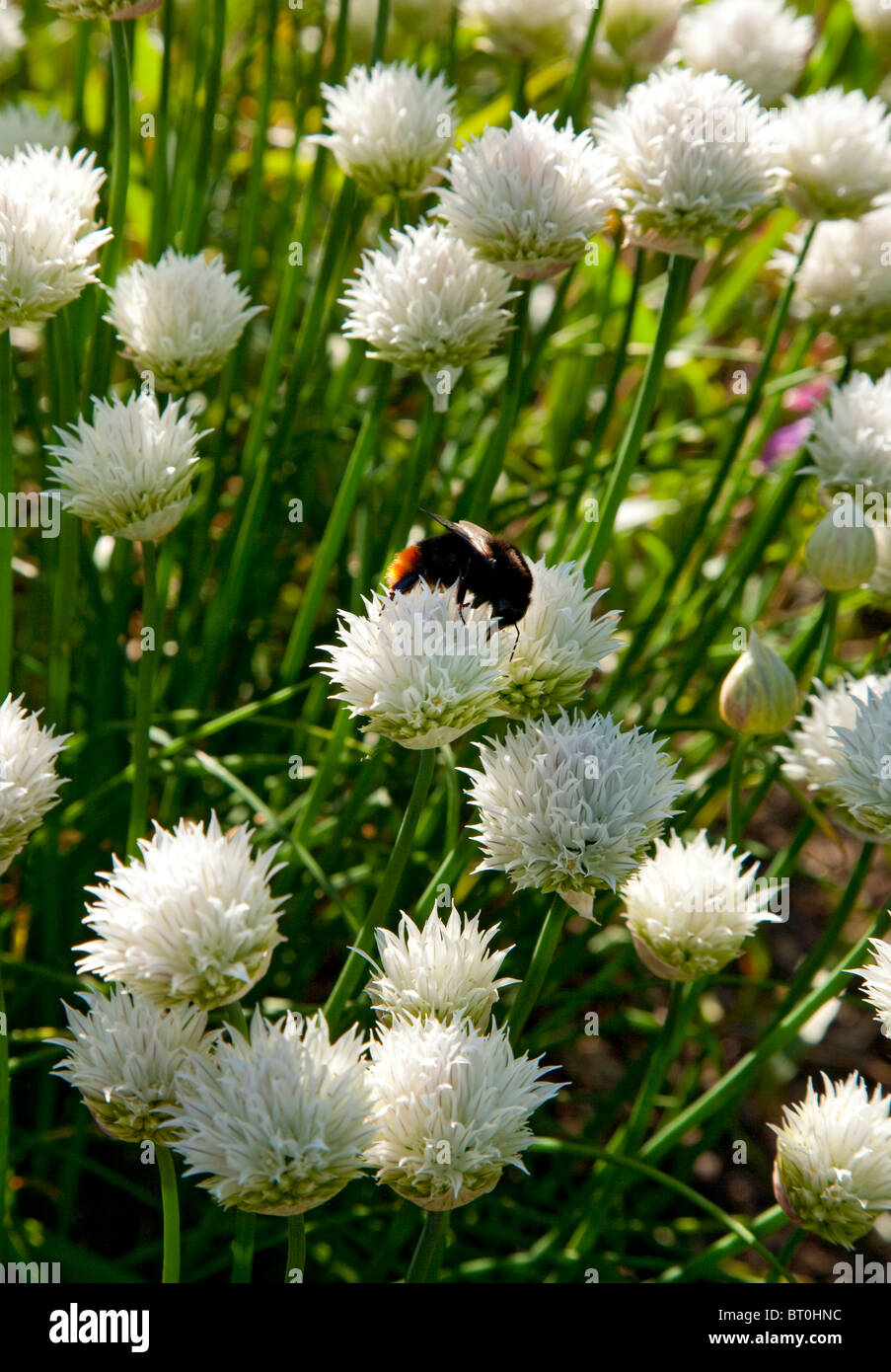Bumble bee on white chives in English summer garden, England, Europe Stock Photo