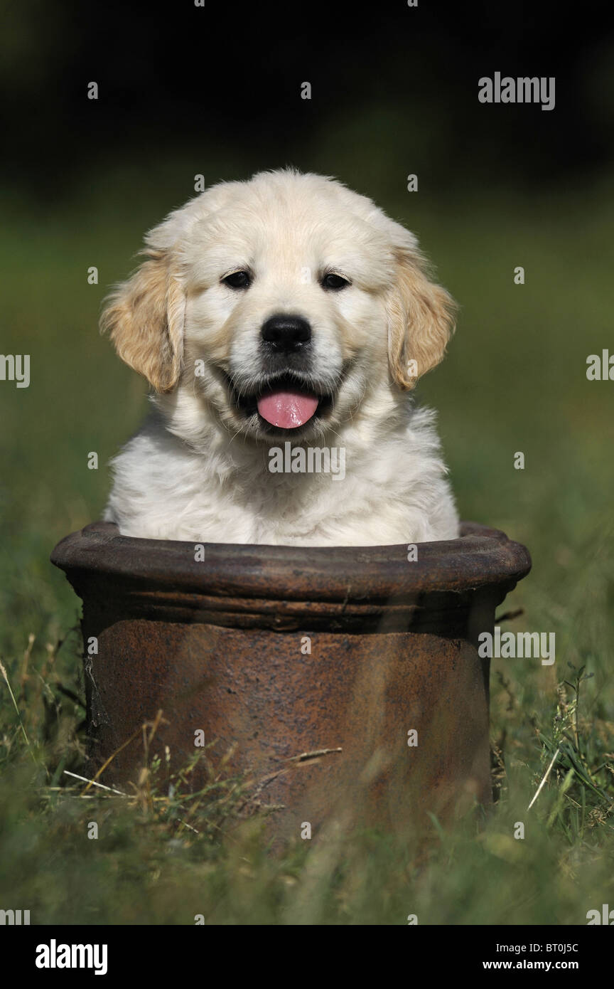 Golden Retriever (Canis lupus familiaris). Puppy in a earthenware pot. Stock Photo