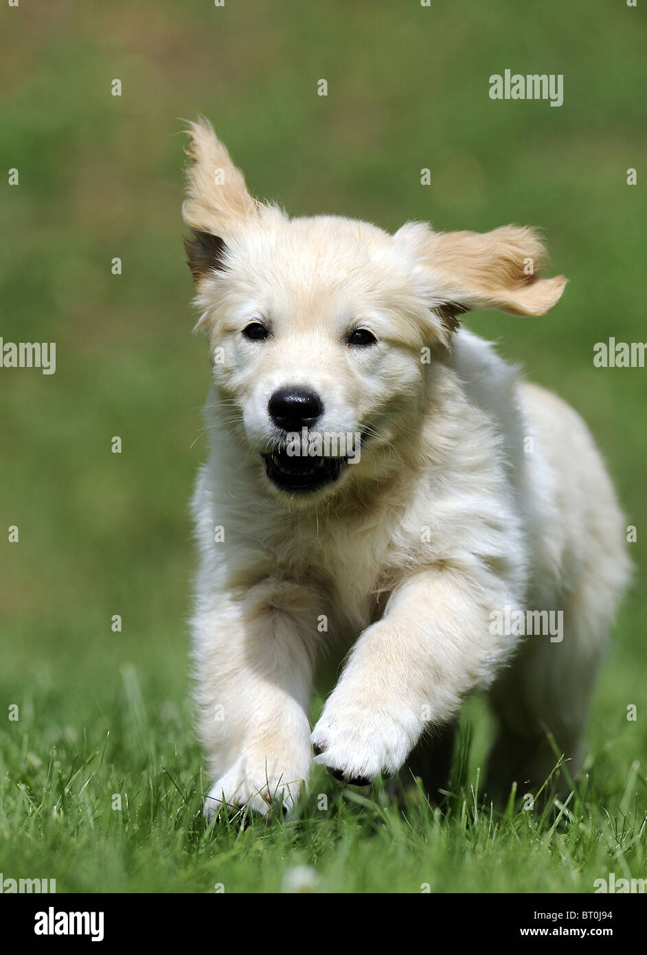 Golden Retriever (Canis lupus familiaris), puppy running on grass. Stock Photo