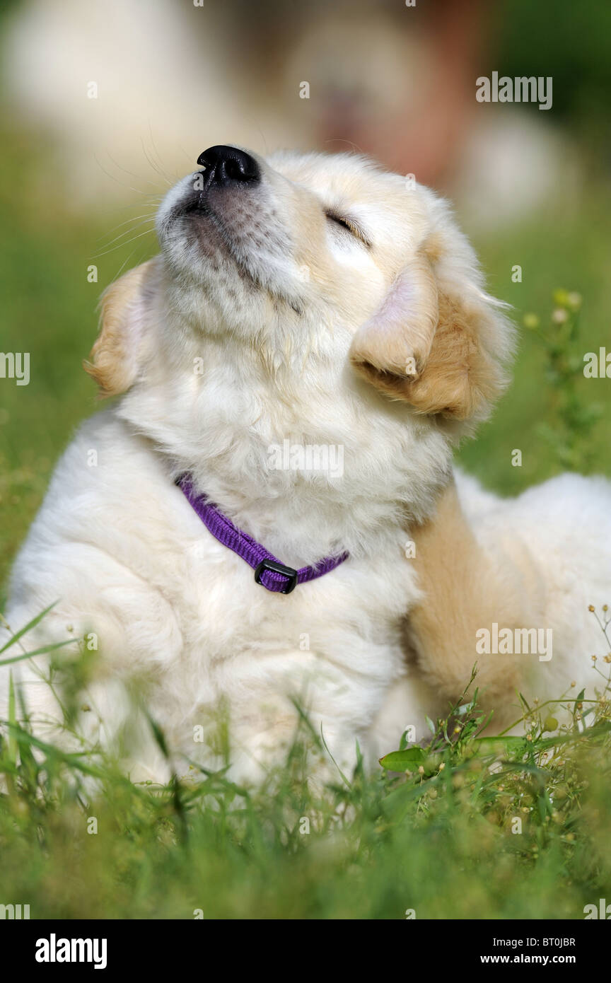 Golden Retriever (Canis lupus familiaris). Puppy sitting in grass while scretching its ear with a hind paw. Stock Photo