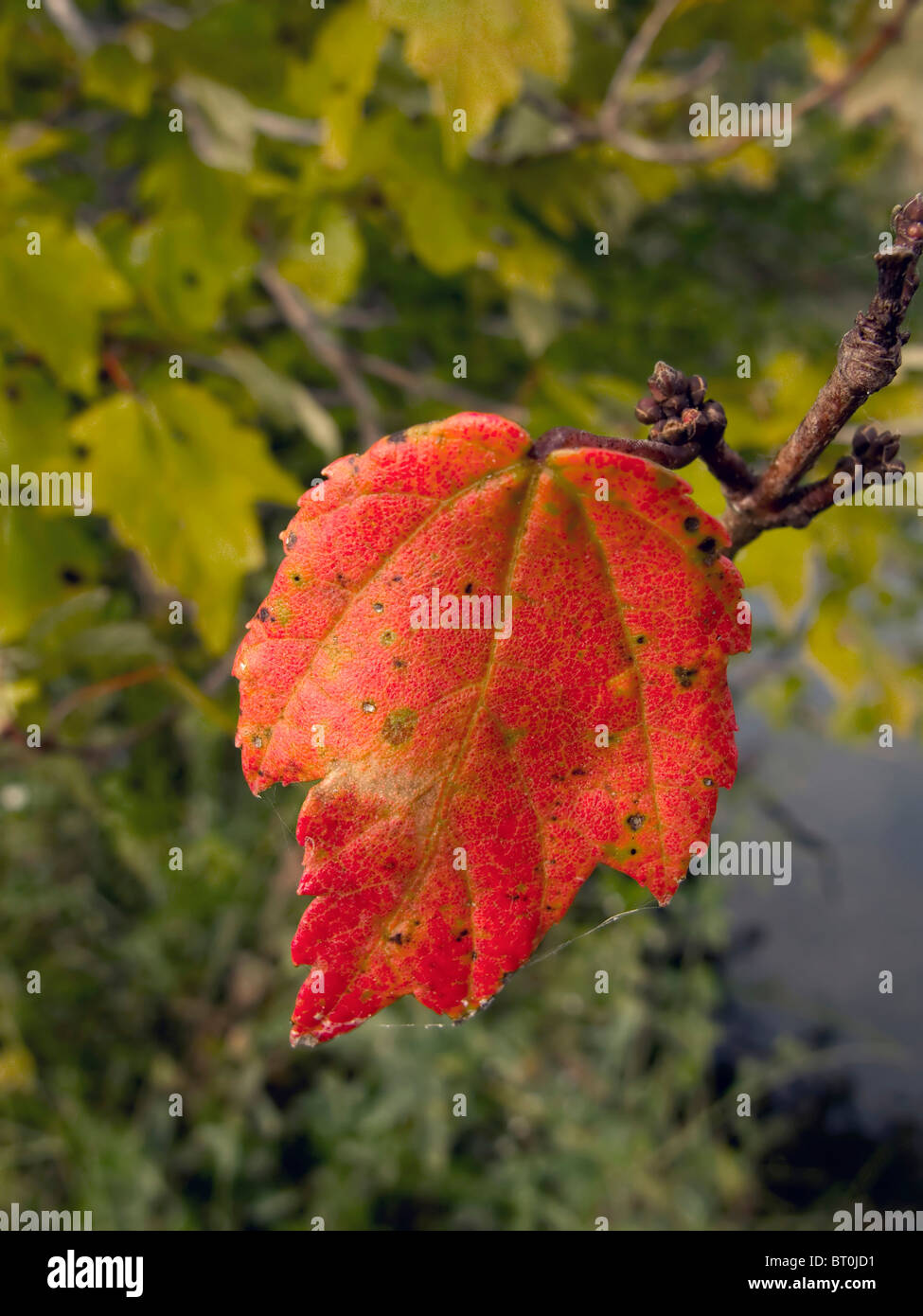 White poplar leaf (Populus alba) , also called silver poplar, in autumn color. Stock Photo