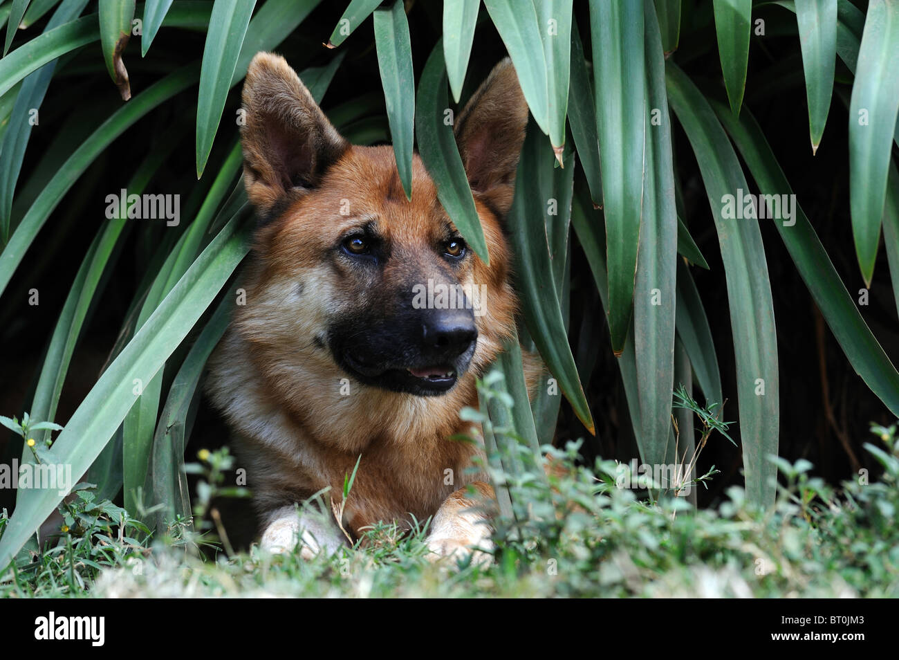 German Shepherd Dog, Alsatian (Canis lupus familiaris), male lying under leaves Stock Photo Alamy
