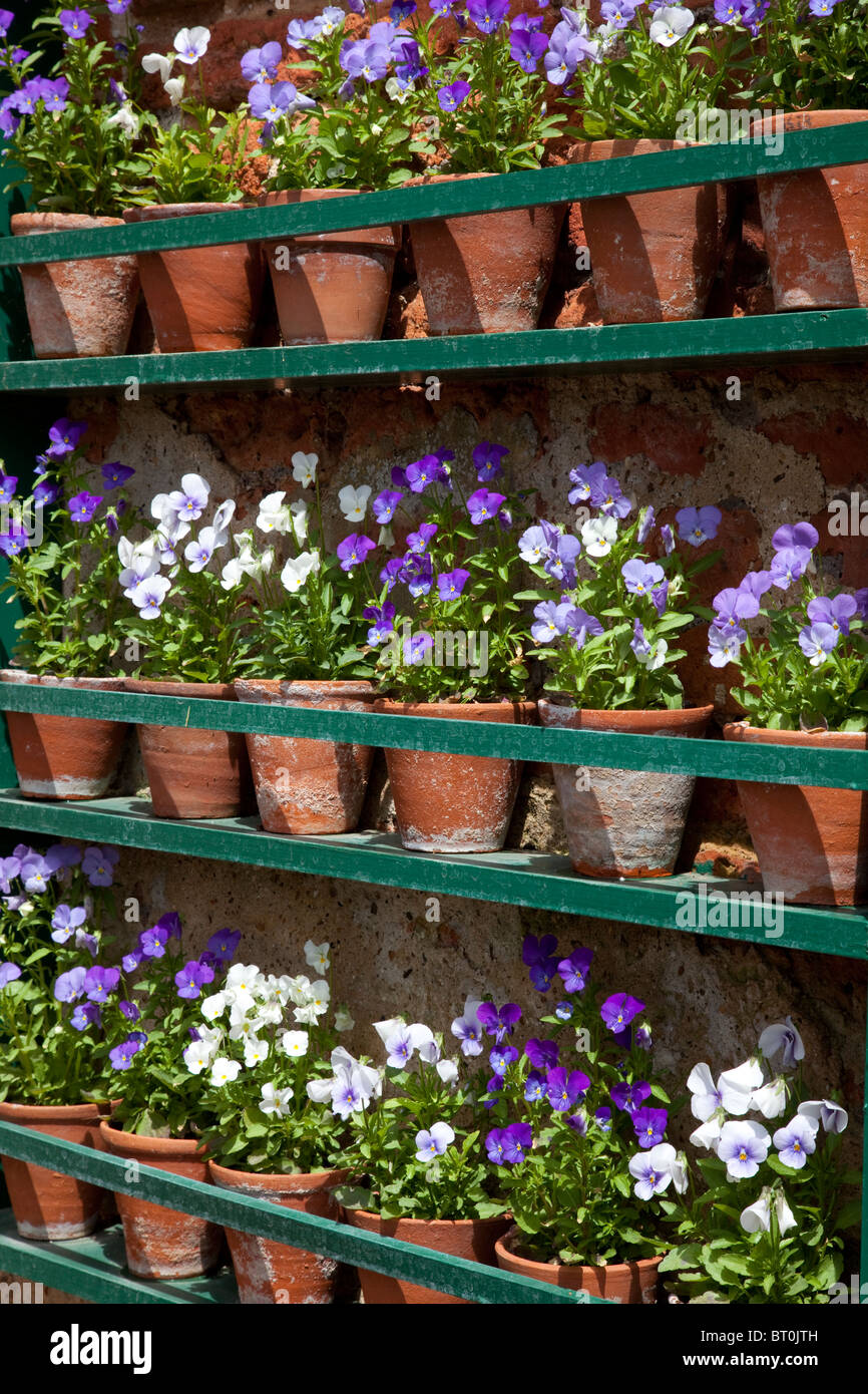 Terracotta Pots of violas in wooden wall display, garden, England Stock Photo
