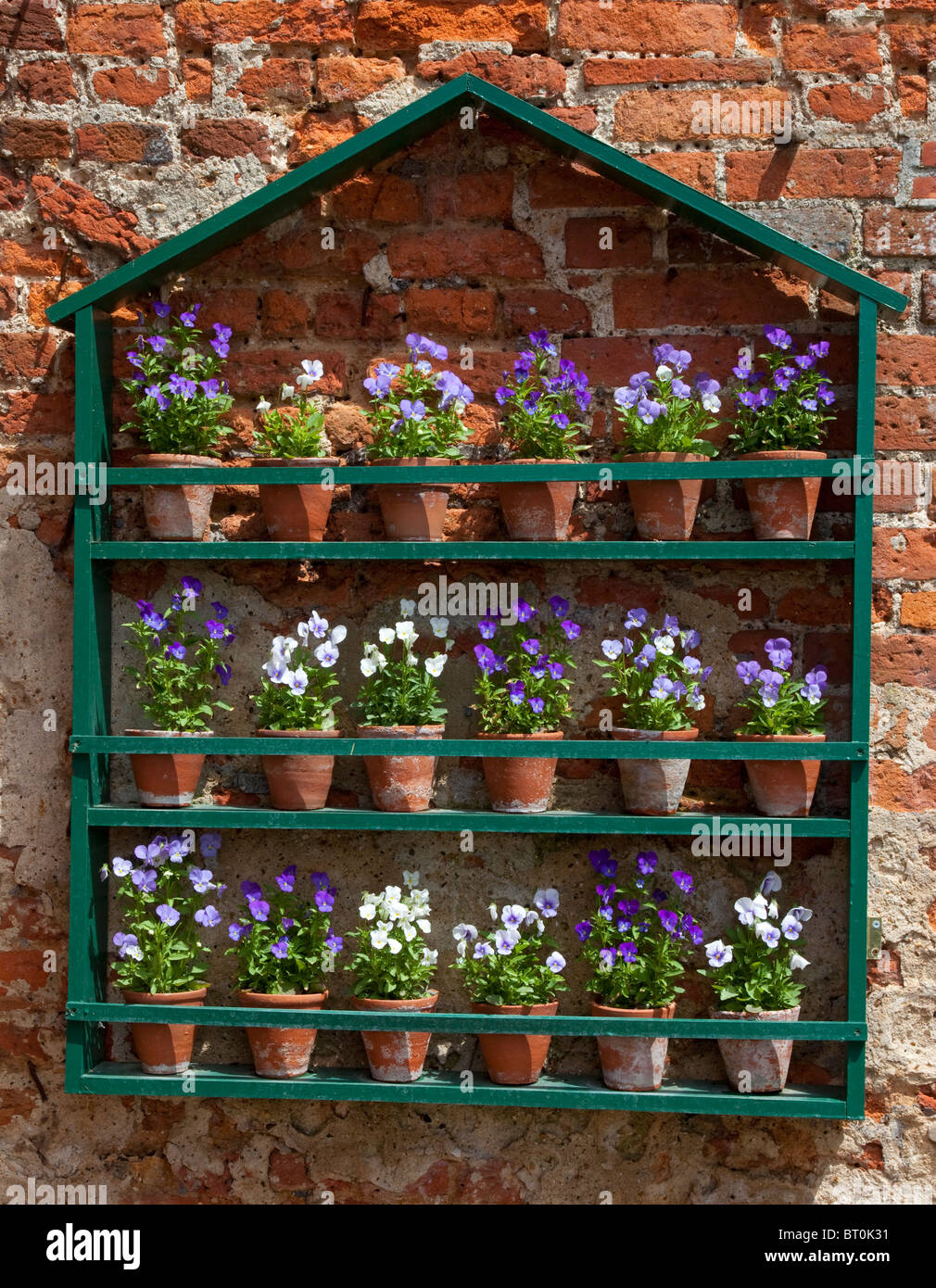 Terracotta Pots of violas in wooden wall display, garden, England Stock Photo