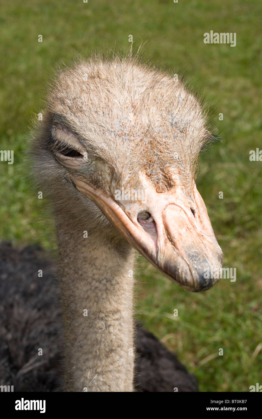Ostrich portrait (Struthio camelus) Captive. Stock Photo