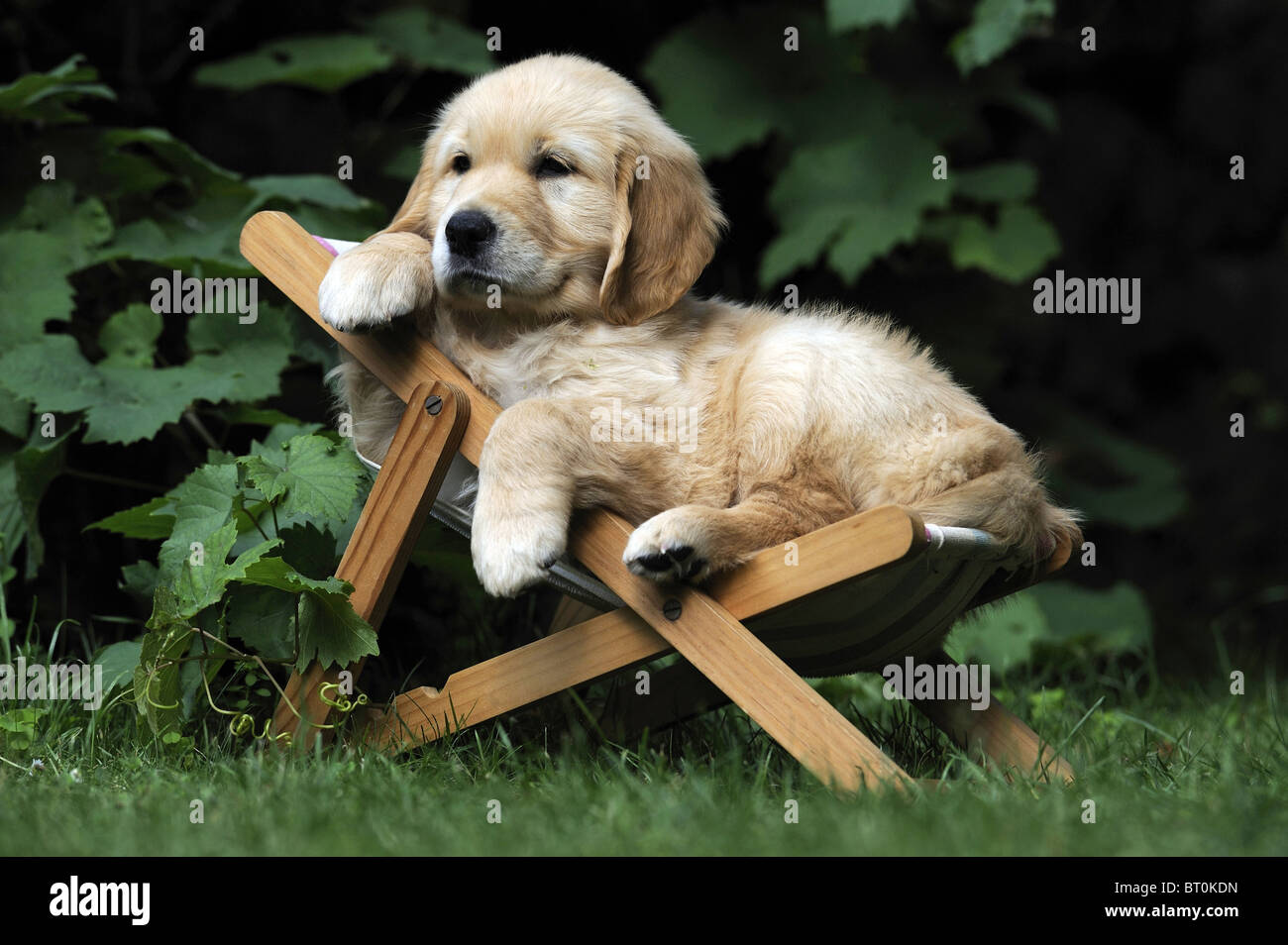 Golden Retriever (Canis lupus familiaris), puppy lying in a dolls sun chair in a garden. Stock Photo