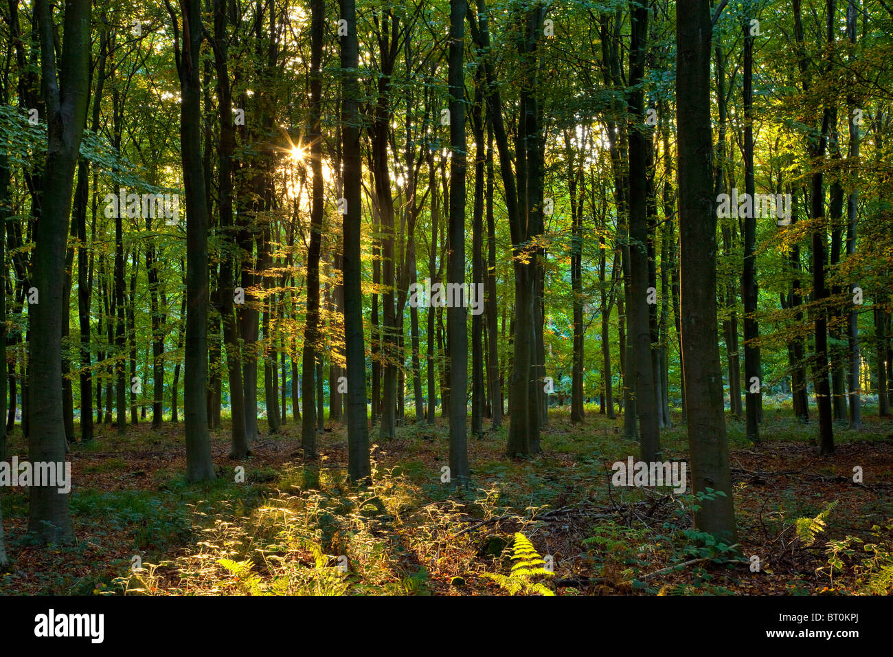 Low rays of sunshine appearing through woodlands in late afternoon light Stock Photo