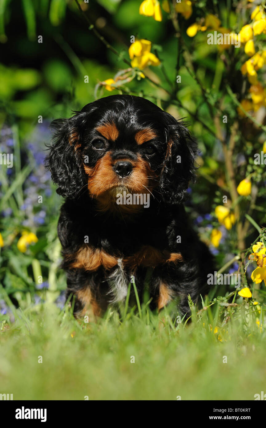 Cavalier King Charles Spaniel (Canis lupus familiaris). Puppy sitting in a flowering garden. Stock Photo