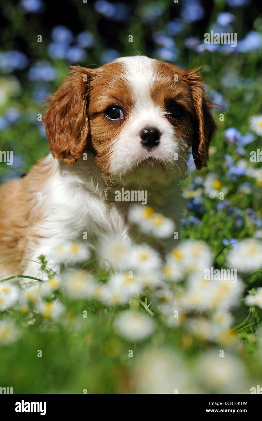 Cavalier King Charles Spaniel (Canis lupus familiaris). Puppy sitting on a flowering meadow. Stock Photo
