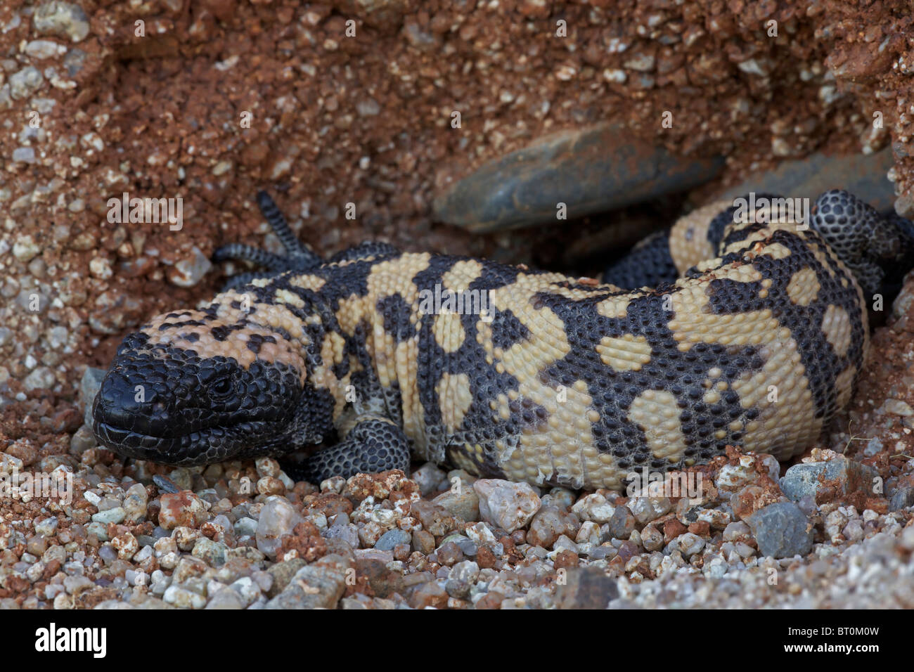 Gila monster (Heloderma suspectum) Sonoran Desert Arizona One of