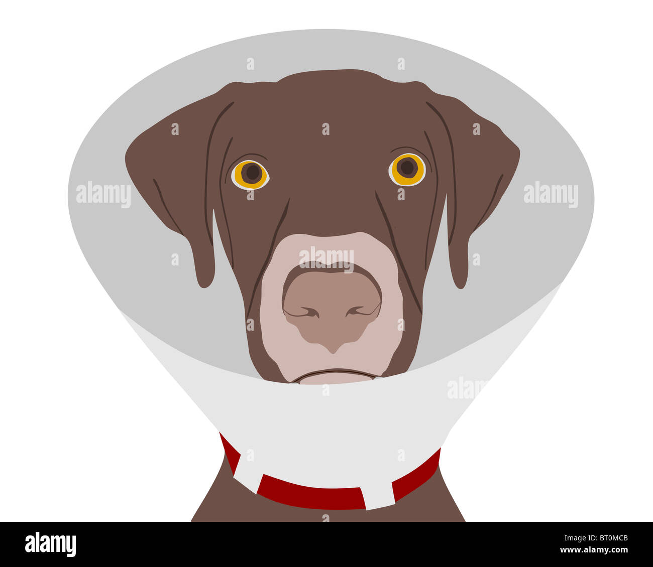 Dog with ruff Stock Photo Alamy