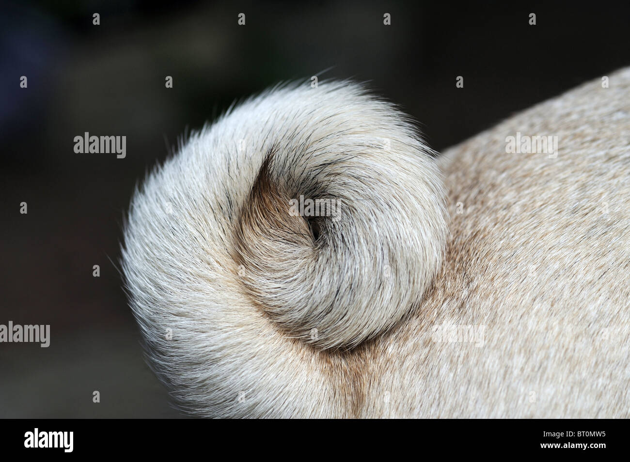 Pug (Canis lupus familiaris), close-up of the characteristic curly tail. Stock Photo