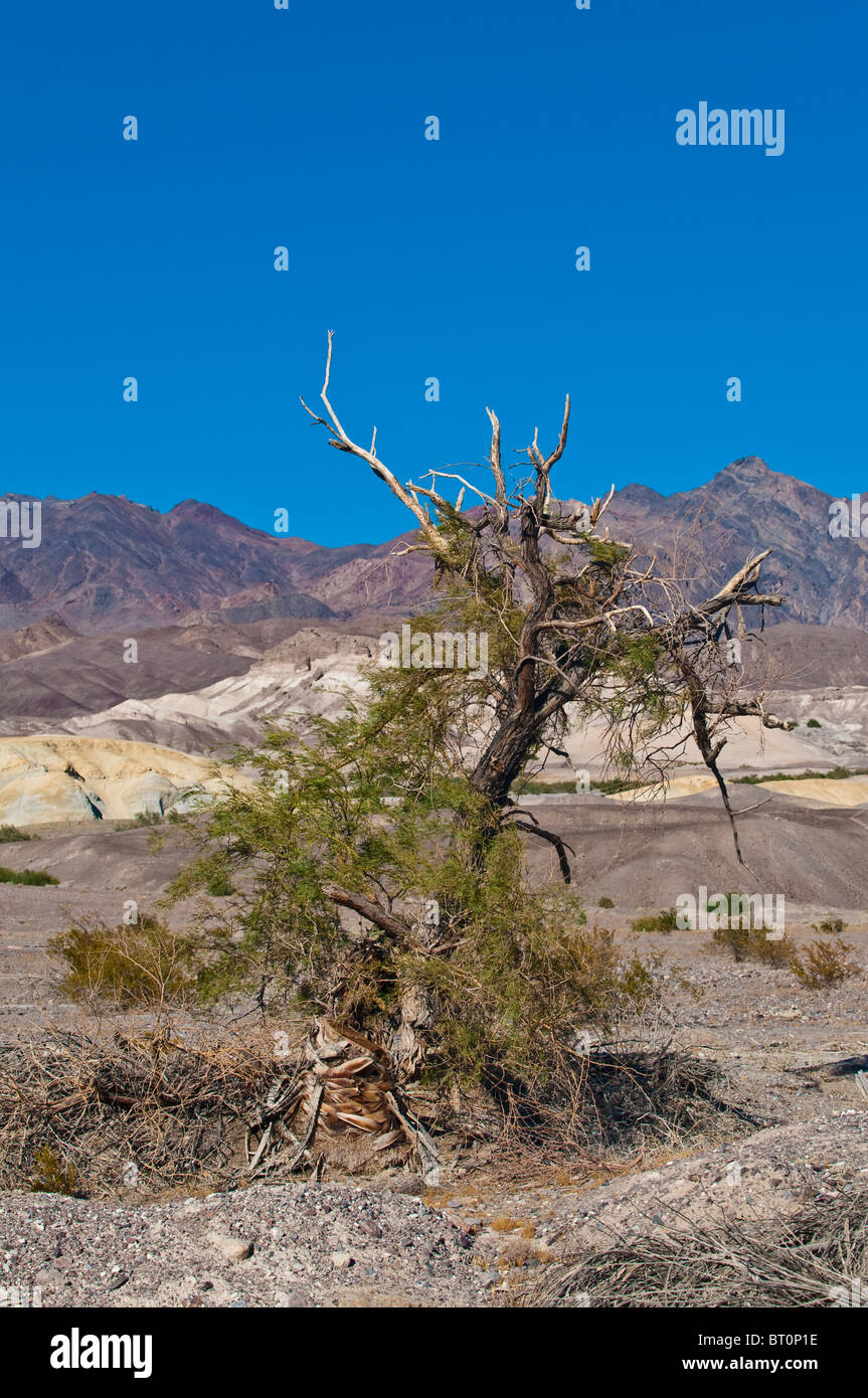 Dead, dried up tree in Death Valley National Park, California, USA Stock Photo