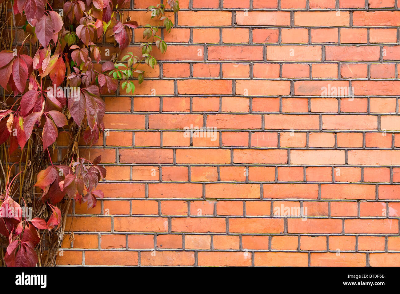 wall with vine. brick wall covered in ivy. Stock Photo