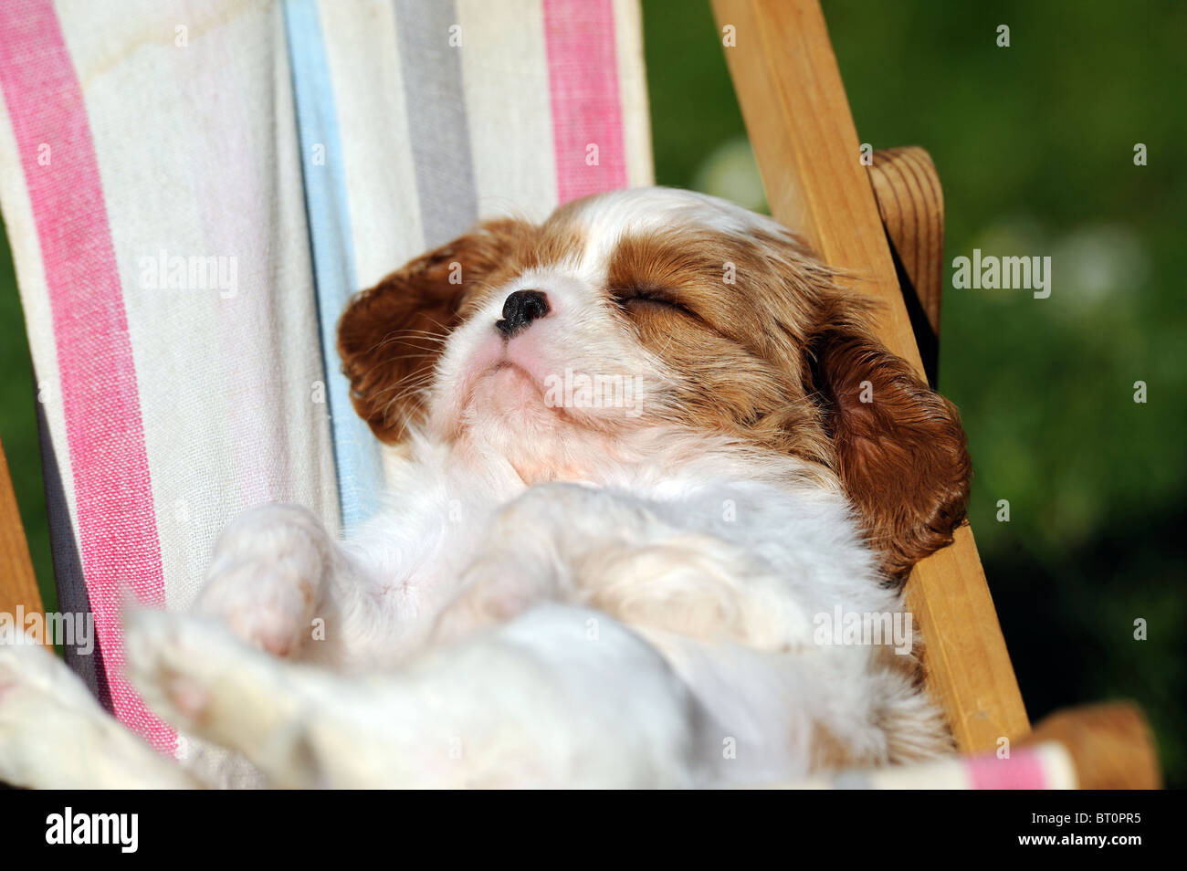 Cavalier King Charles Spaniel (Canis lupus familiaris). Puppy sleeping in a dolls sun chair. Stock Photo