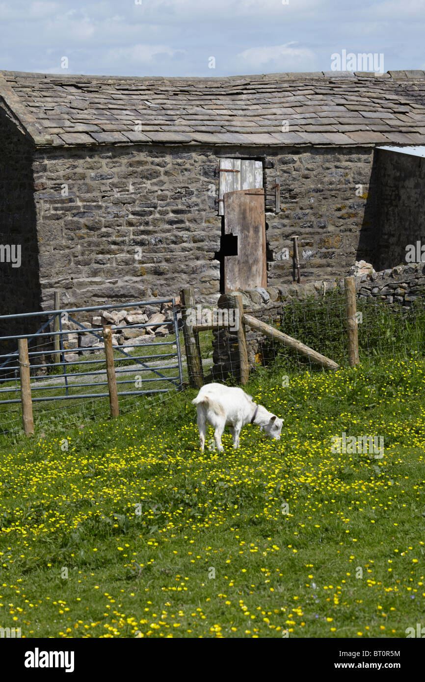Yorkshire Dales stone barn ready for renovation Stock Photo Alamy