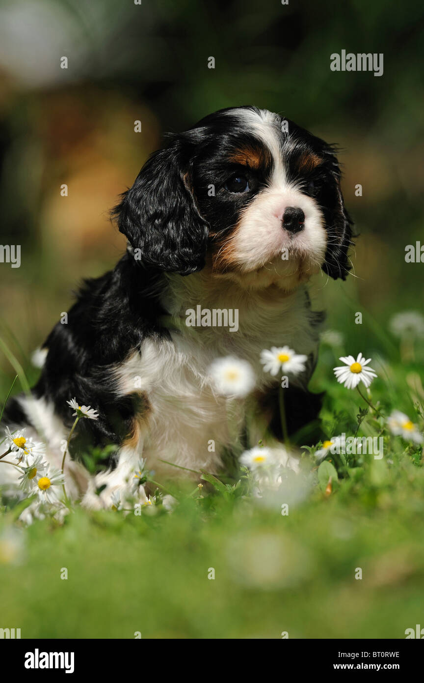 Cavalier King Charles Spaniel (Canis lupus familiaris). Sitting puppy with Daisy flowers. Stock Photo