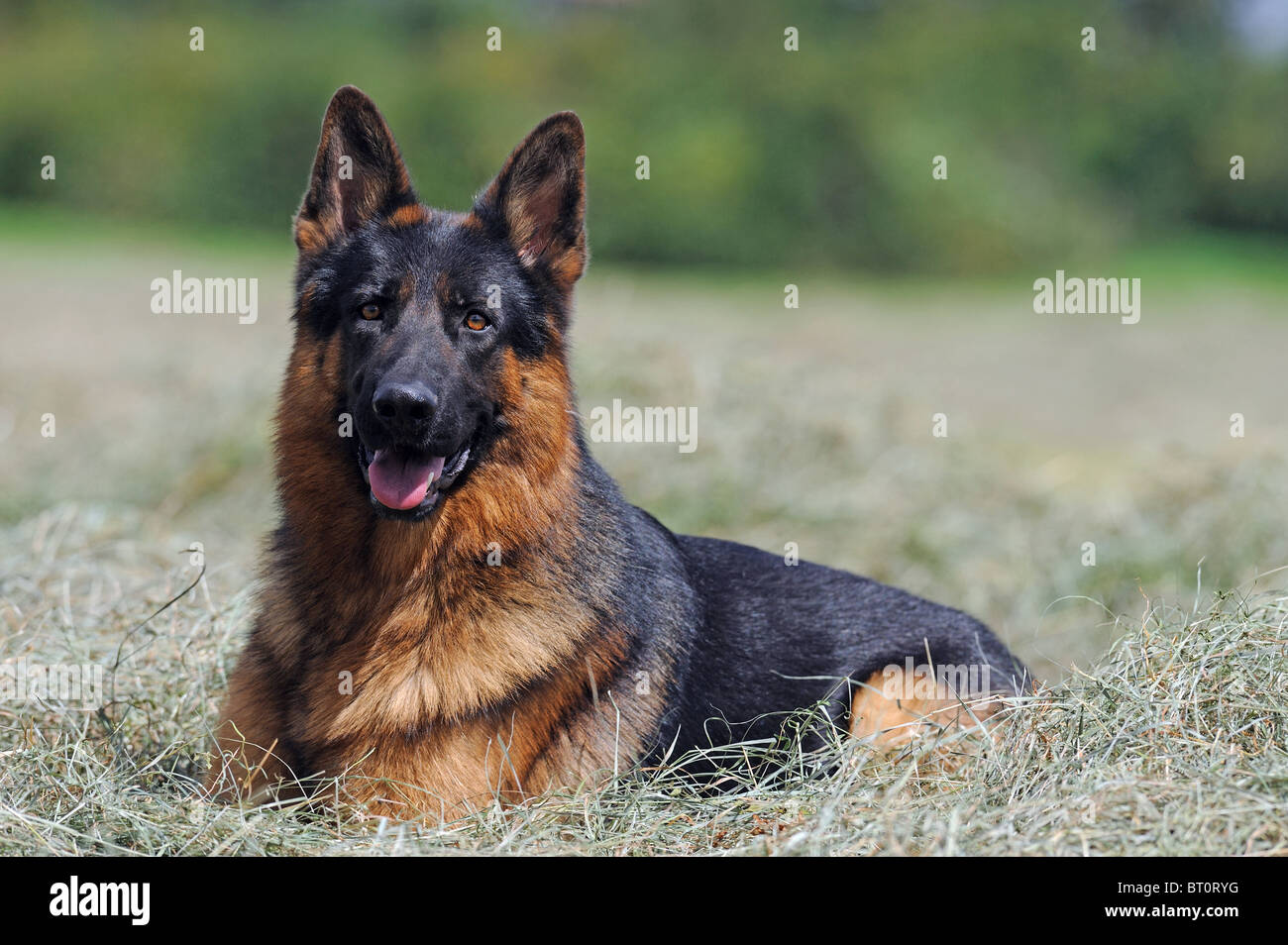 German Shepherd Dog, Alsatian (Canis lupus familiaris), black-and-tan male lying on a meadow. Stock Photo