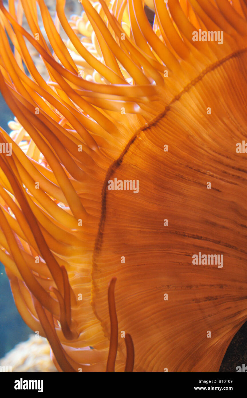 Large sea anemone at La Rochelle aquarium Stock Photo