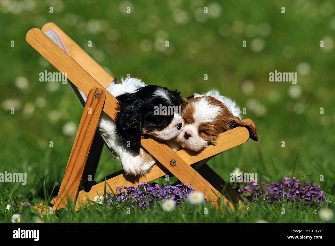 Cavalier King Charles Spaniel (Canis lupus familiaris). Two puppies sleeping in a dolls sun chair. Stock Photo