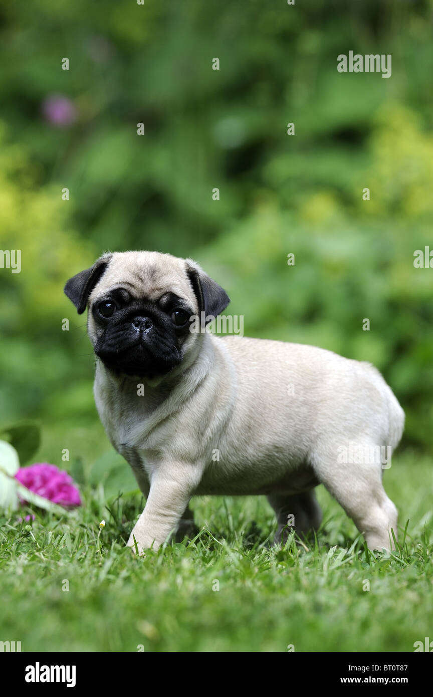 Pug (Canis lupus familiaris). Puppy standing in a garden. Stock Photo