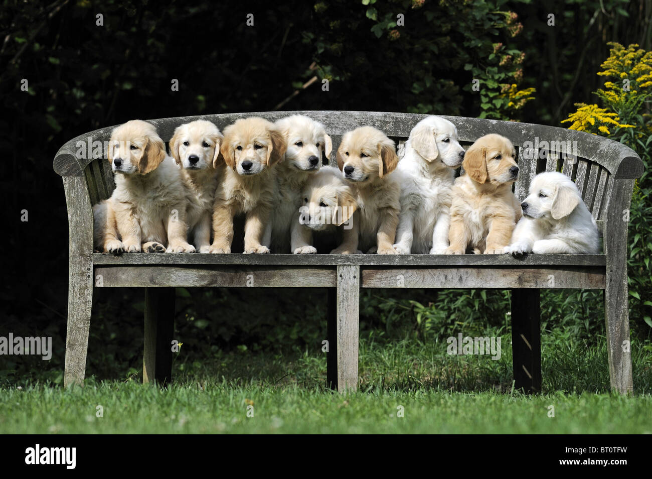 Golden Retriever (Canis lupus familiaris). Nine puppies on a weathered wooden bench. Stock Photo