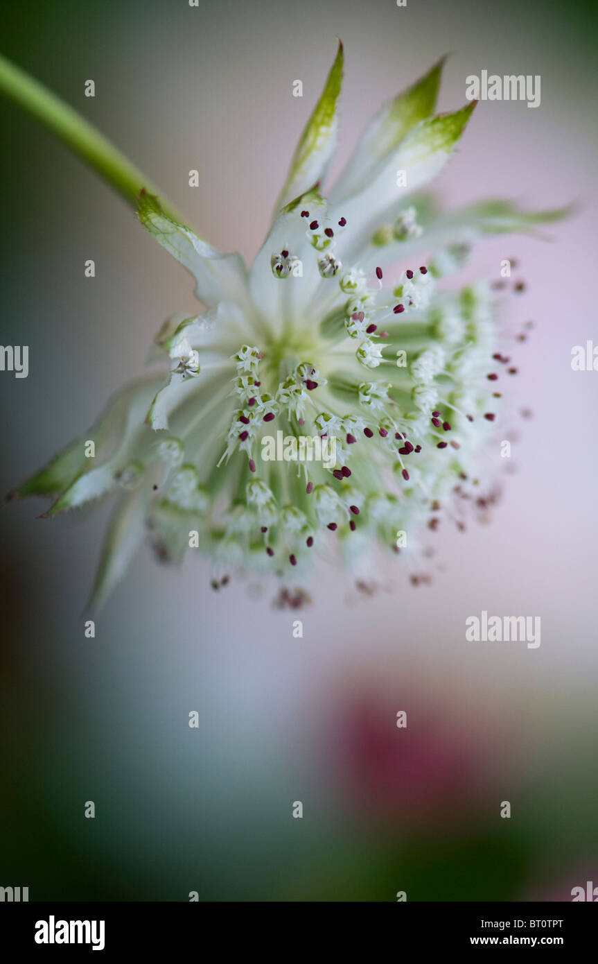 Close-up image of the beautiful summer flowering Astrantia major flower commonly known as Masterwort, image taken against a soft background. Stock Photo